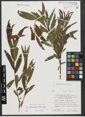 Foto von Salix purpurea L. x Salix viminalis L.